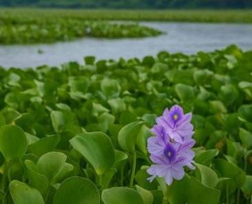 Water-Hyacinth-1