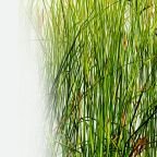 category-Seagrass