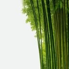 category-bamboo