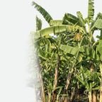 category-banana