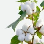 category-cotton