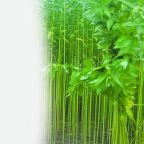 category-jute