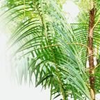category-rattan