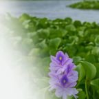 category-water-hyacinth